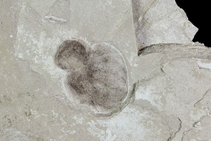 Fossil Limnobiophyllum Fruit - Green River, Utah #97507